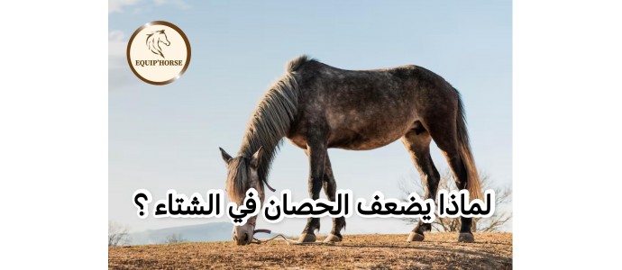 Pourquoi le cheval maigrit-il en hiver ? Les mécanismes clés